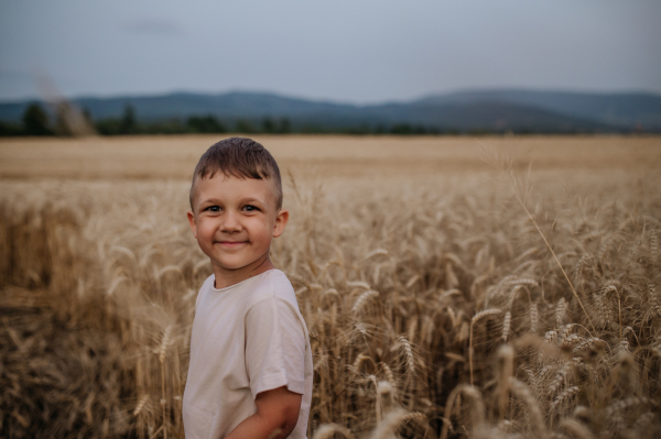 A little boy is standing in the field of wheat in summer