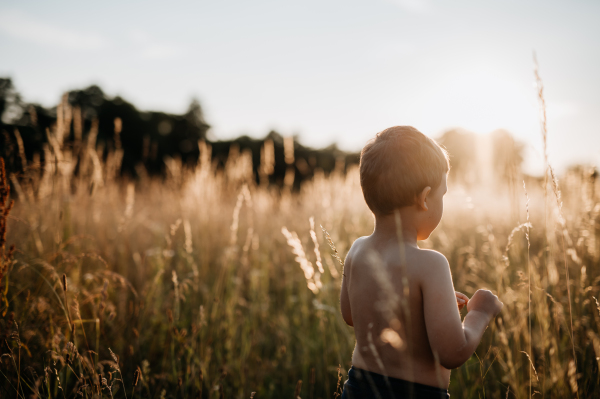 A little boy is standing in the field of wheat in summer