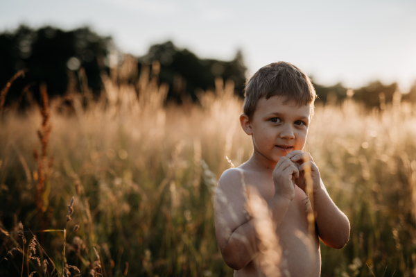 A little boy is standing in the field of wheat in summer