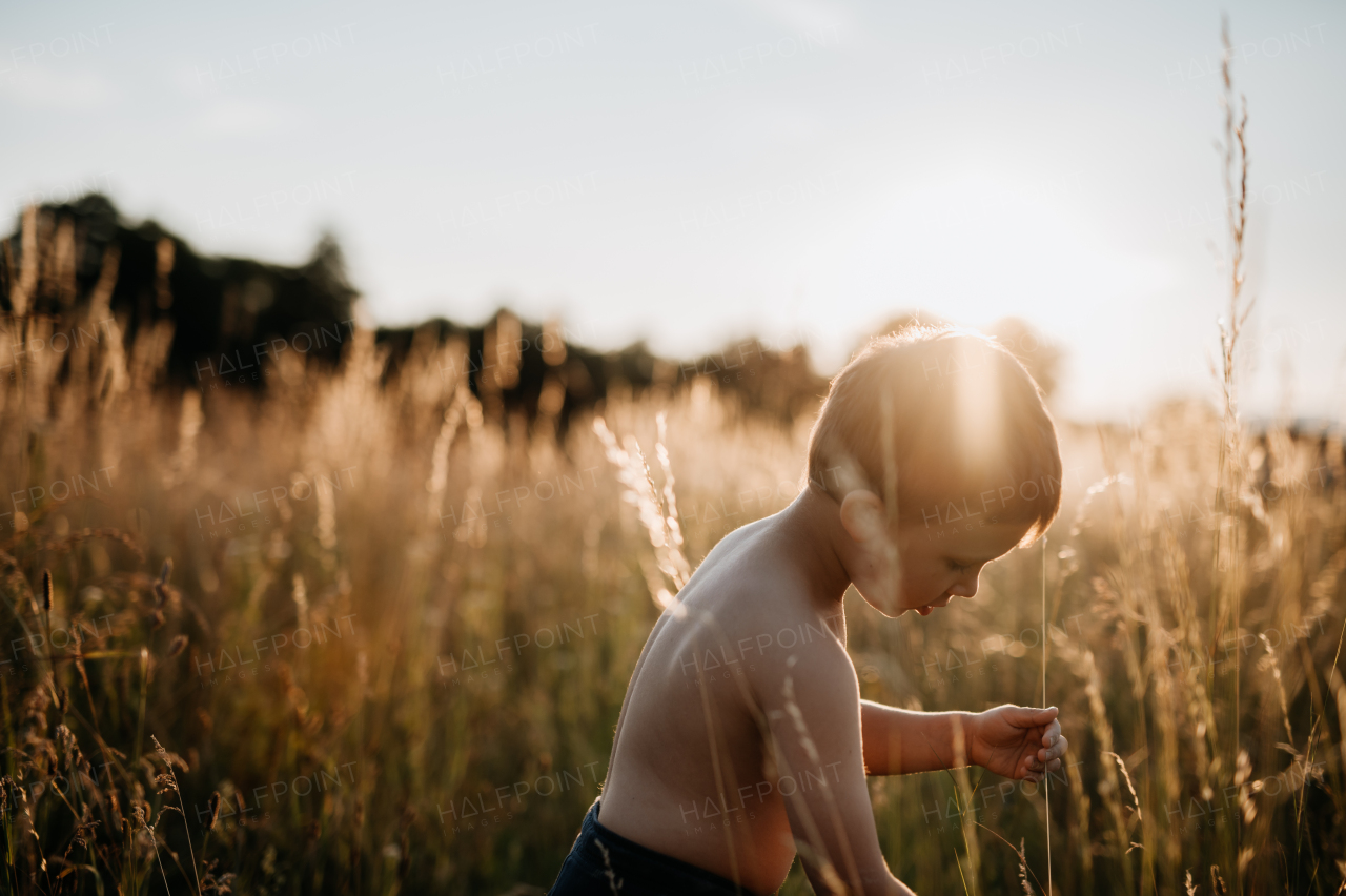 A little boy is standing in the field of wheat in summer