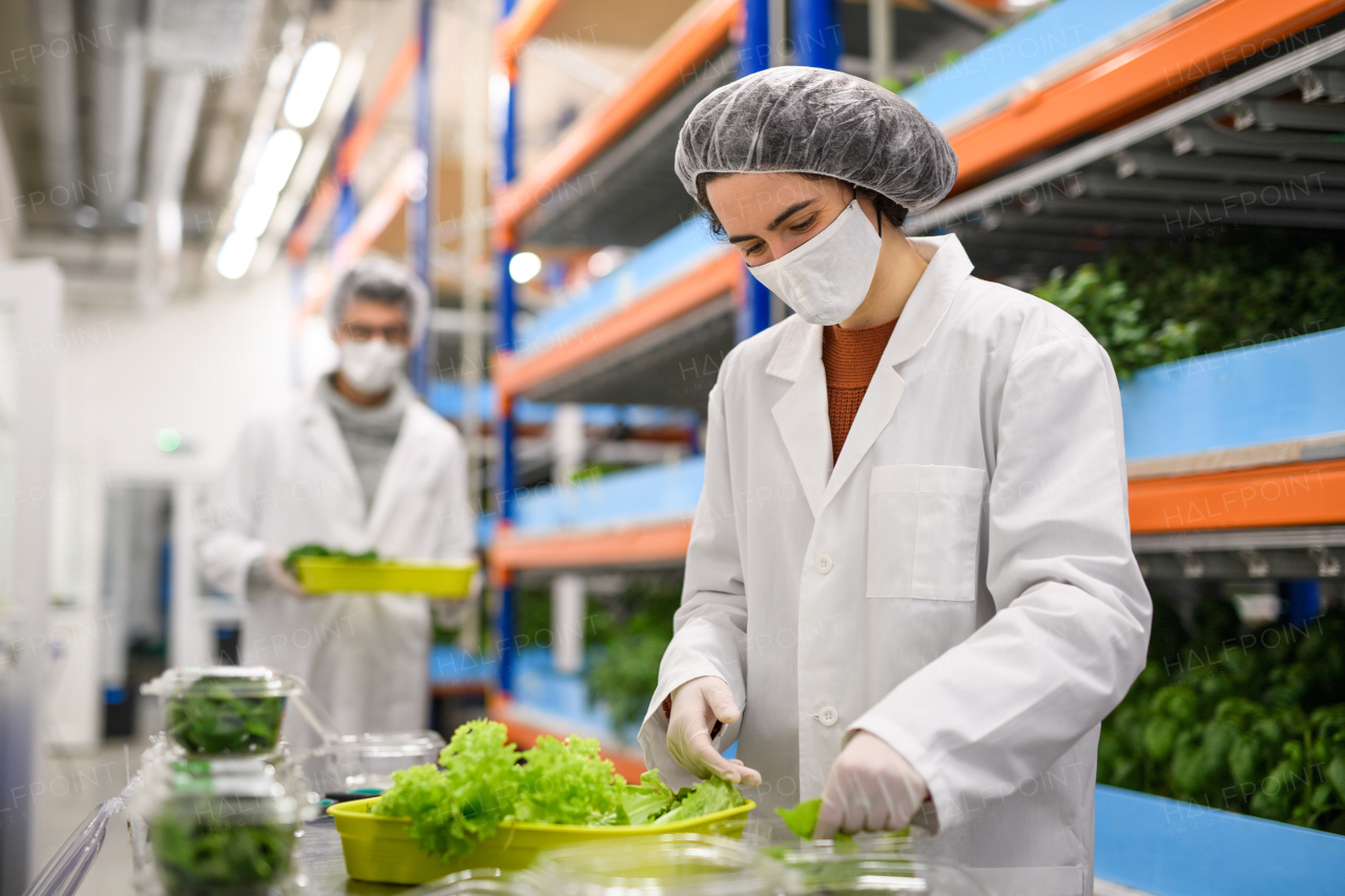 Side view of workers with face mask on aquaponic farm, sustainable business and coronavirus.