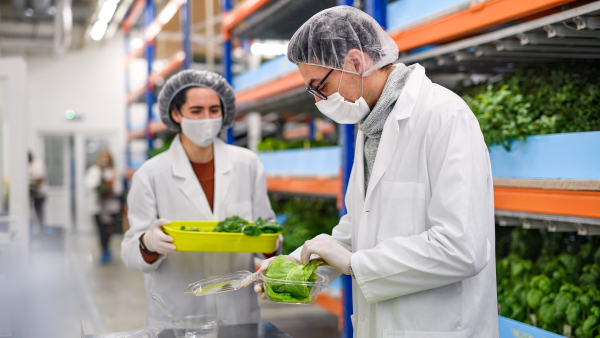 Side view of workers with face mask on aquaponic farm, sustainable business and coronavirus.