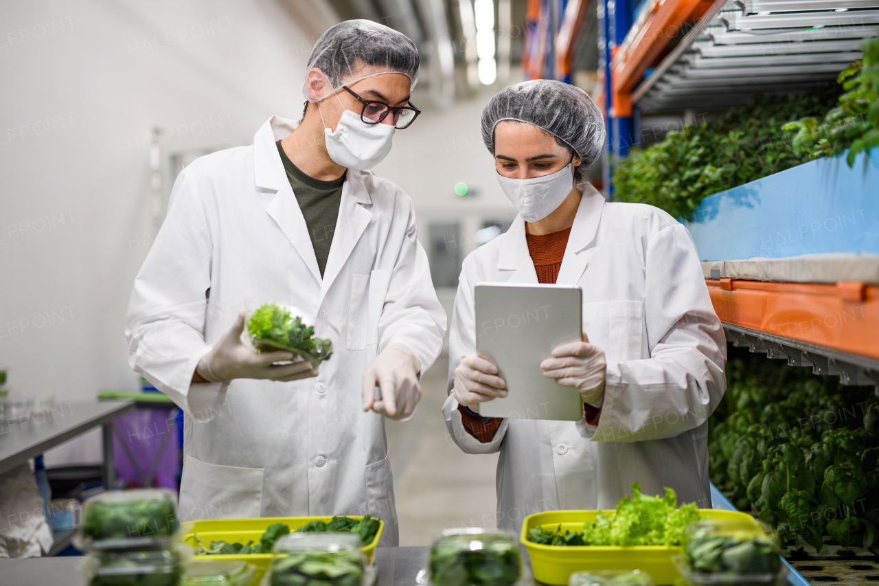 Front view of workers with face mask on aquaponic farm, sustainable business and coronavirus.