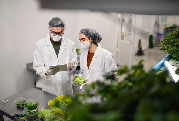 Front view of workers with face mask on aquaponic farm, sustainable business and coronavirus.