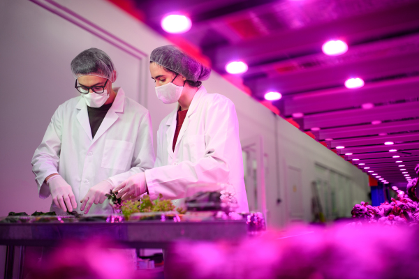 Workers with face mask working on aquaponic farm, sustainable business and coronavirus.