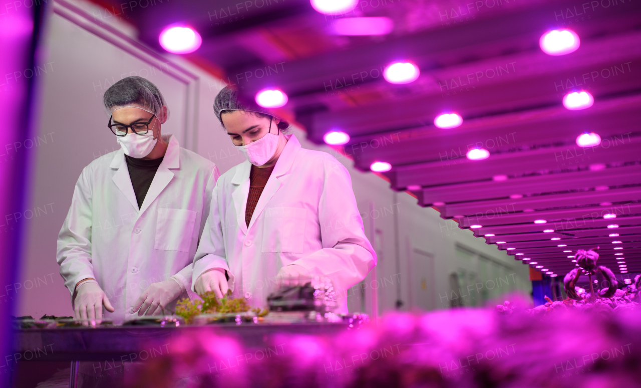 Workers with face mask working on aquaponic farm, sustainable business and coronavirus.