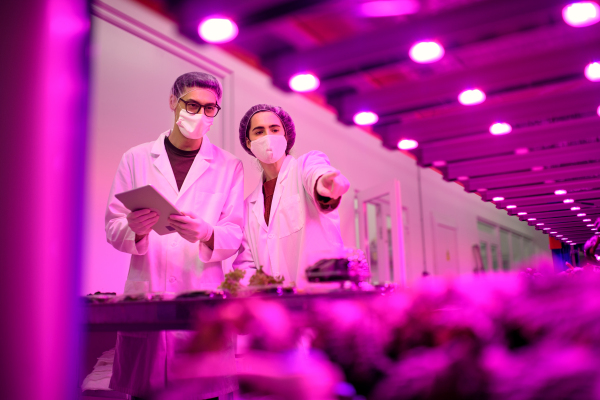 Workers with face mask working on aquaponic farm, sustainable business and coronavirus.