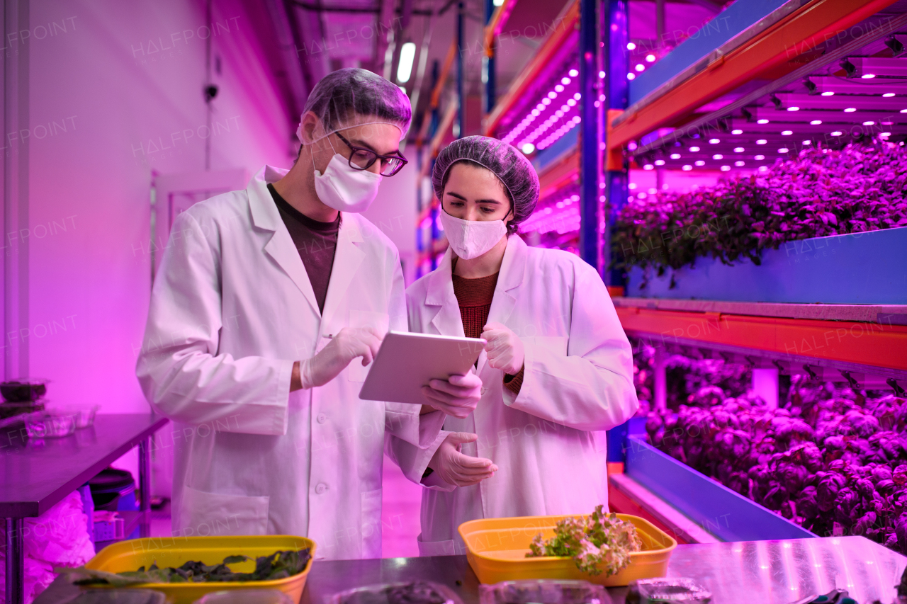 Front view of workers with face mask using tablet on aquaponic farm, sustainable business and coronavirus.