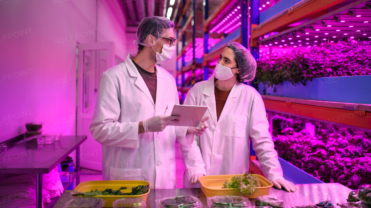 Front view of workers with face mask on aquaponic farm, sustainable business and coronavirus.