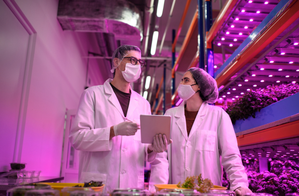 Front view of workers with face mask using tablet on aquaponic farm, sustainable business and coronavirus.