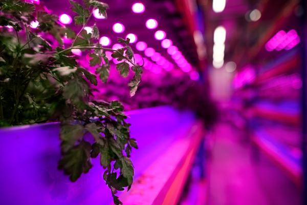 Aquaponic farm, sustainable business and artificial lighting concept.