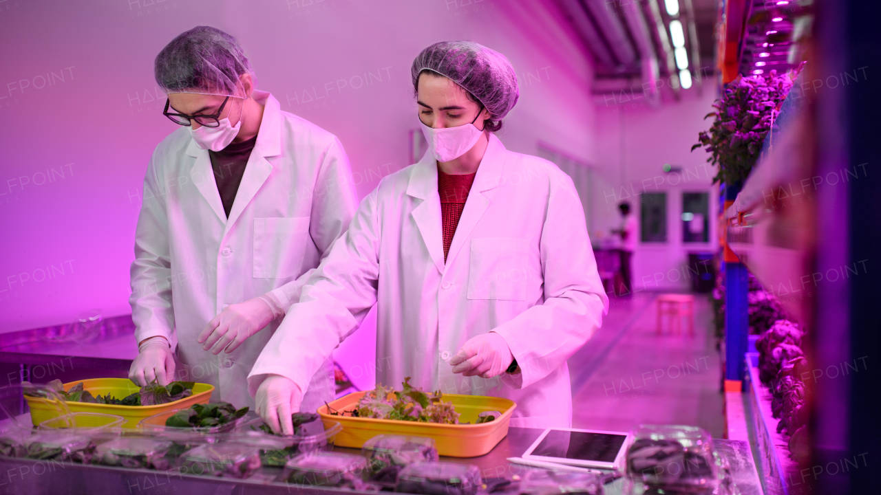 Workers with face mask working on aquaponic farm, sustainable business and coronavirus.