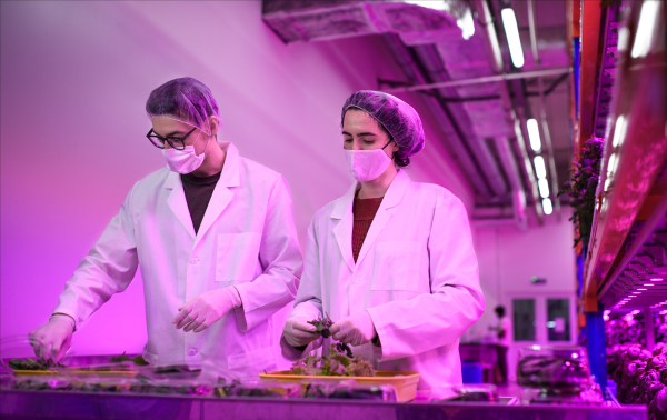 Workers with face mask working on aquaponic farm, sustainable business and coronavirus.