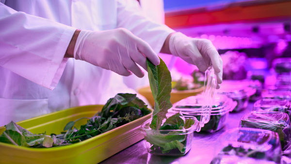 Unrecognizable worker with gloves working on aquaponic farm, sustainable business and coronavirus.