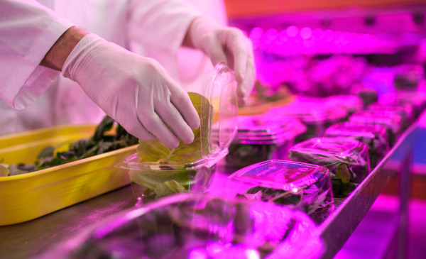 Unrecognizable worker with gloves working on aquaponic farm, sustainable business and coronavirus.