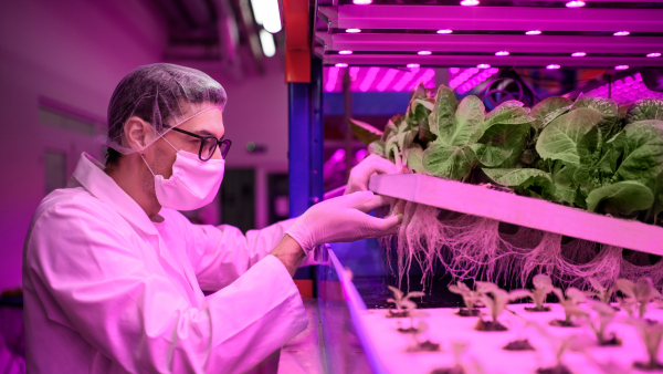 Side view of worker with face mask on aquaponic farm, sustainable business and coronavirus.