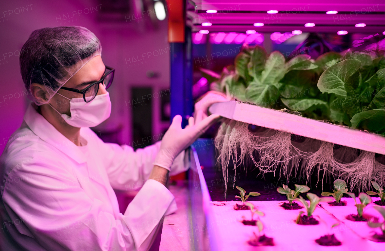 Side view of worker with face mask on aquaponic farm, sustainable business and coronavirus.