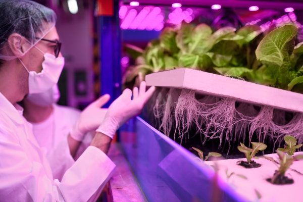 Side view of workers with face mask on aquaponic farm, sustainable business and coronavirus.