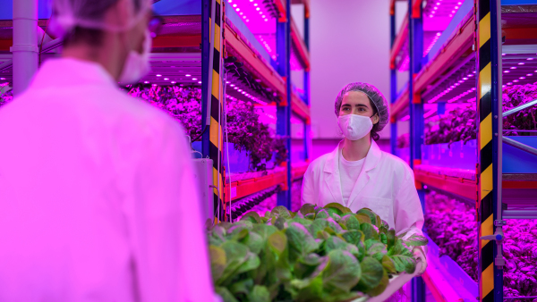 Side view of workers with face mask on aquaponic farm, sustainable business and coronavirus.