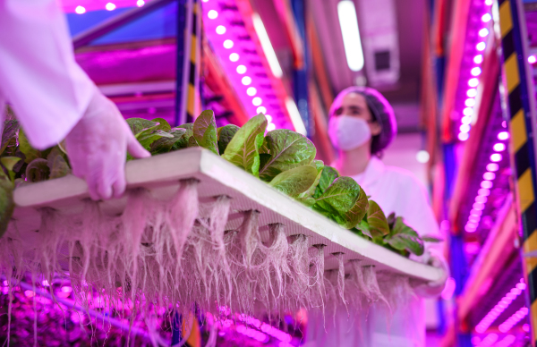 Side view of workers with face mask on aquaponic farm, sustainable business and coronavirus.