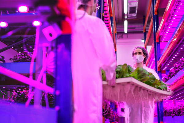 Two workers with face mask on aquaponic farm, sustainable business and coronavirus.