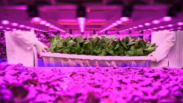 Midsection of unrecognizable workers on aquaponic farm, sustainable business.