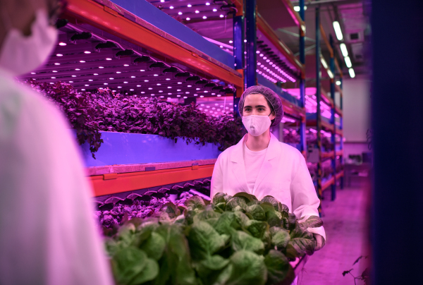 Side view of workers with face mask on aquaponic farm, sustainable business and coronavirus.