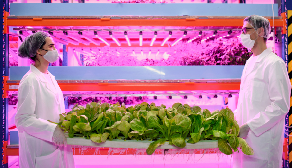 Side view of workers with face mask on aquaponic farm, sustainable business and coronavirus.