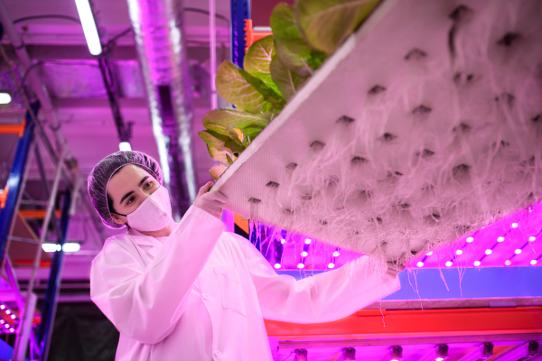 Side view of workers with face mask on aquaponic farm, sustainable business and coronavirus.