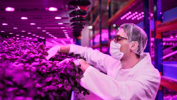 Side view of worker with face mask on aquaponic farm, sustainable business and coronavirus.