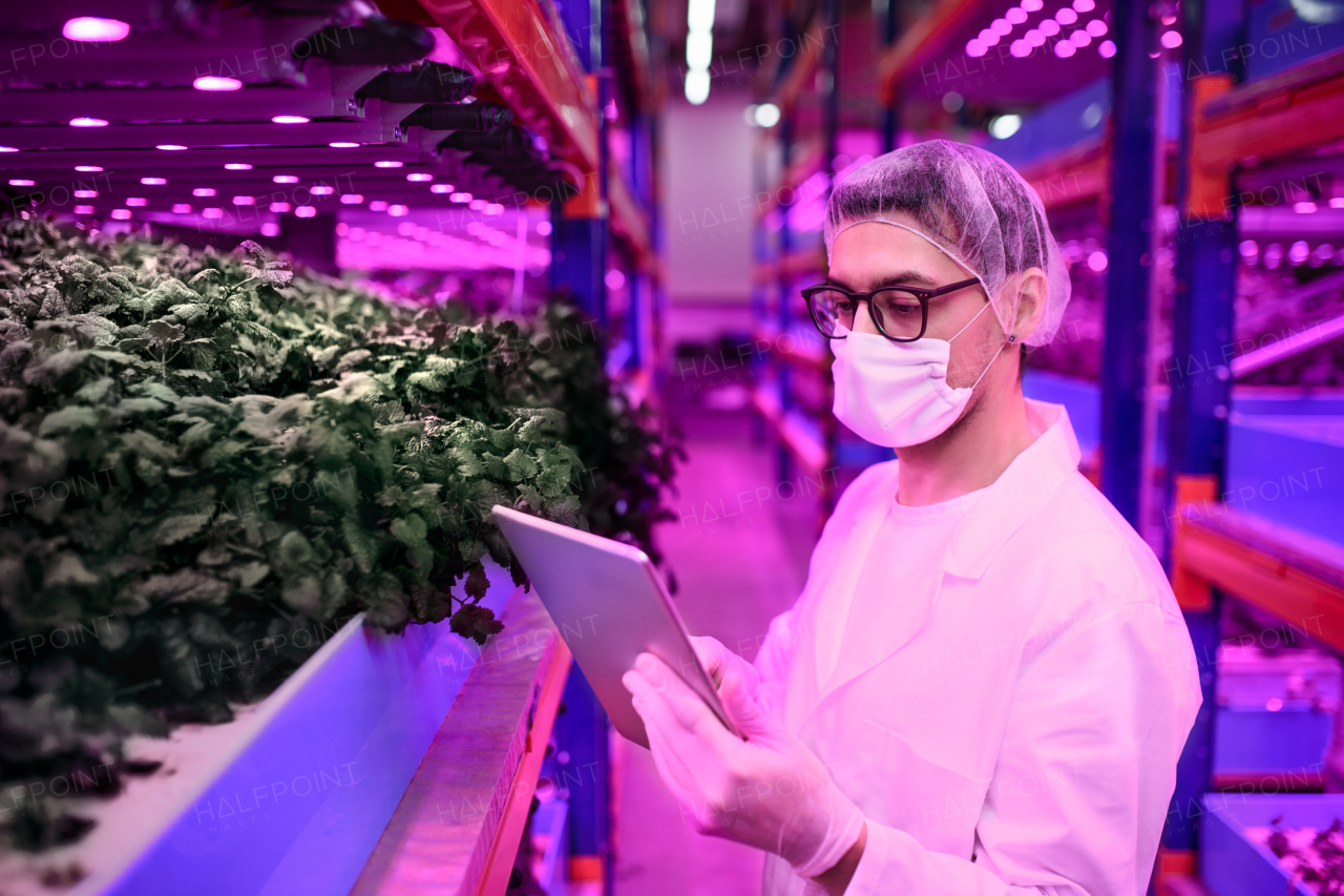 Side view of worker with tablet and face mask on aquaponic farm, sustainable business and coronavirus.