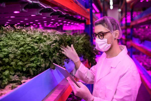 Side view of worker with tablet and face mask on aquaponic farm, sustainable business and coronavirus.