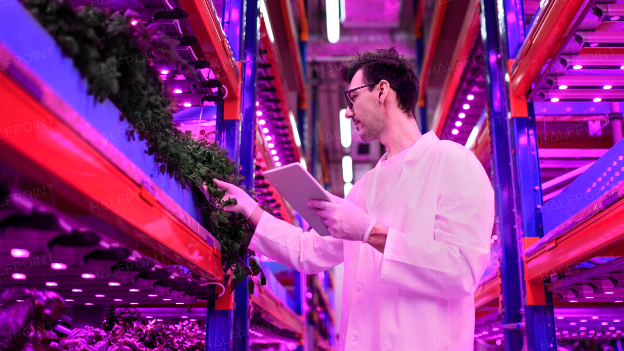 Portrait of worker with tablet on aquaponic farm, sustainable business and artificial lighting.