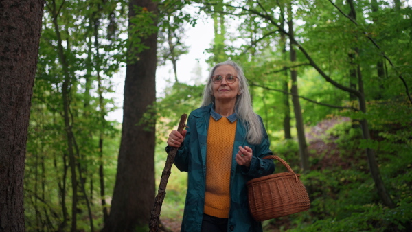 A happy senior woman with stick and basket on walk outdoors in forest in autumn.