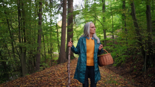 A happy senior woman with stick and basket on walk outdoors in forest in autumn.