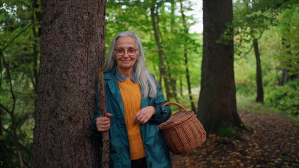 A happy senior woman with stick and basket on walk outdoors in forest in autumn, looking at camera.