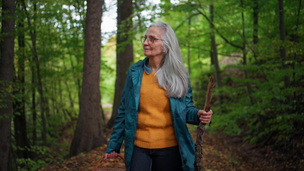 A happy senior woman with basket and stick on walk outdoors in forest in autumn.