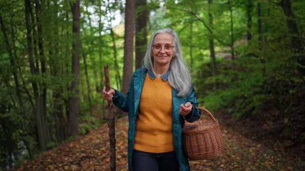 A happy senior woman with basket and stick on walk outdoors in forest in autumn.