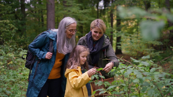 A small girl with mother and grandmother holding basket while walking outoors in forest.