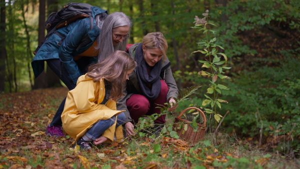 A small girl with mother and grandmother holding basket while walking outoors in forest.