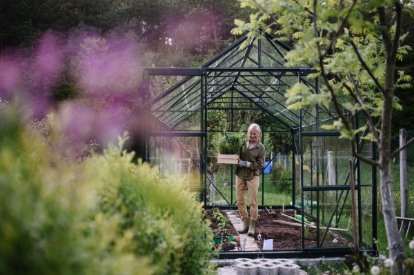 Senior gardener woman carrying a crate with plants in greenhouse at garden.