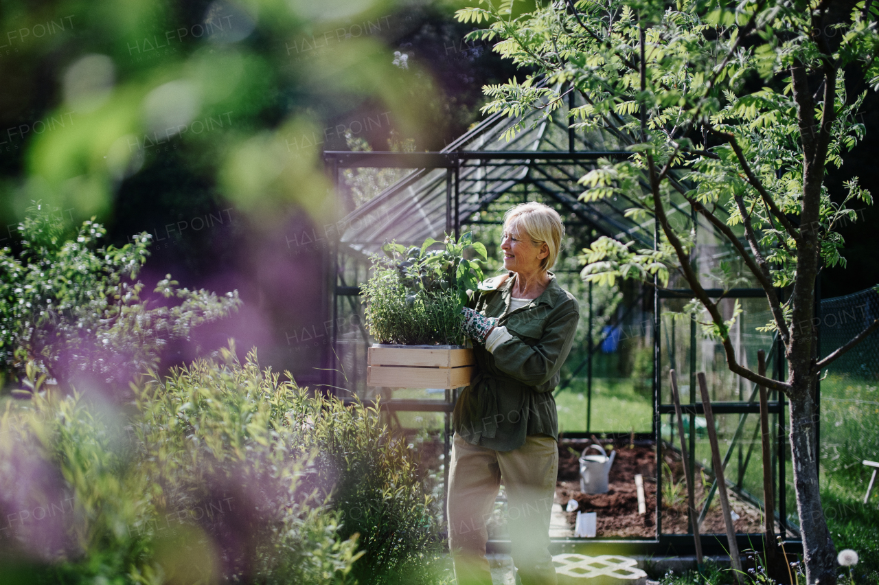 Senior gardener woman carrying a crate with plants in greenhouse at garden.