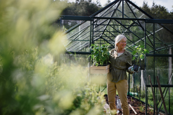 Senior gardener woman carrying a crate with plants in greenhouse at garden.