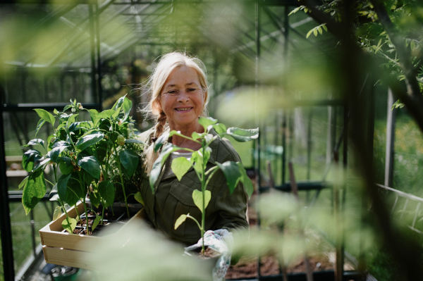 A senior gardener woman carrying crate with plants in greenhouse at garden, smiling.