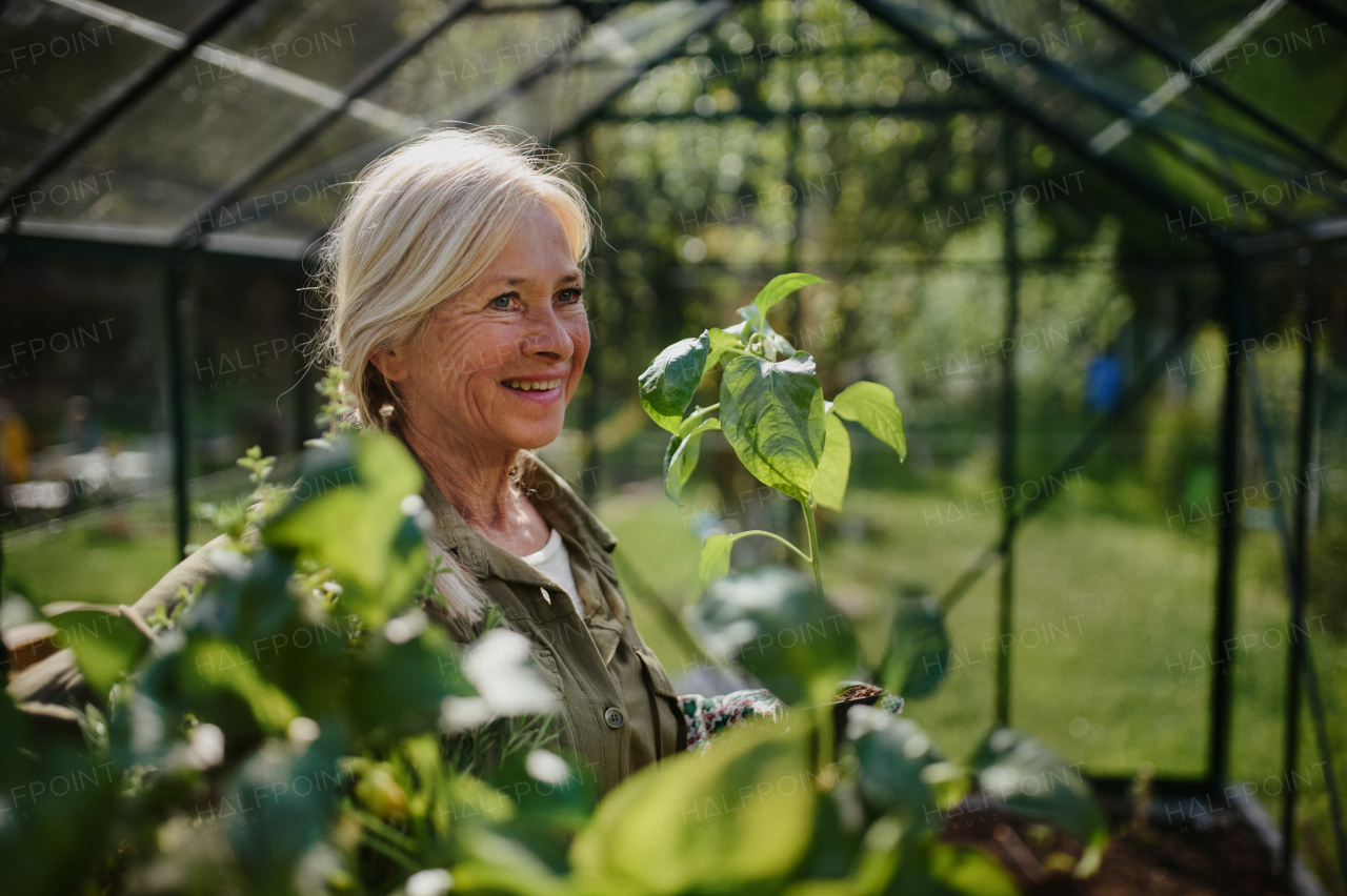 A close-up of senior gardener woman carrying crate with plants in greenhouse at garden.