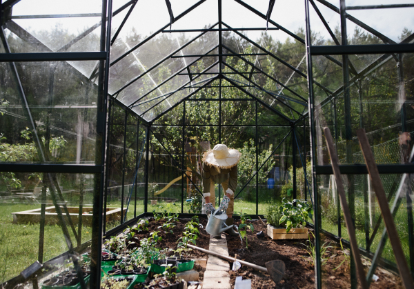 An unrecognizable senior woman watering plants in greenhouse at garden.