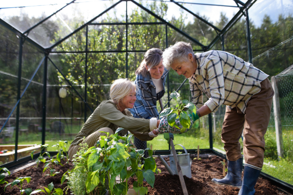 Senior woman friends planting vegetables in a greenhouse at community garden.