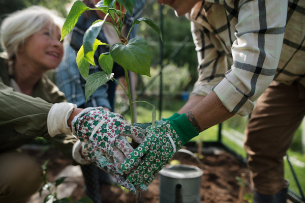 A close up of senior women friends hands planting vegetables in greenhouse at community garden.