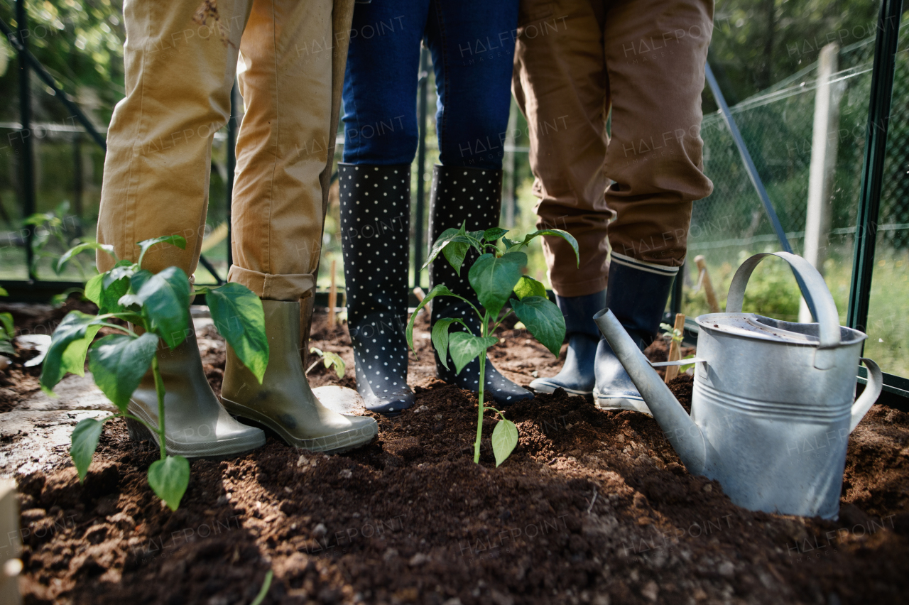 A low section of group of senior women gardeners in rainboots standing in greenhouse.