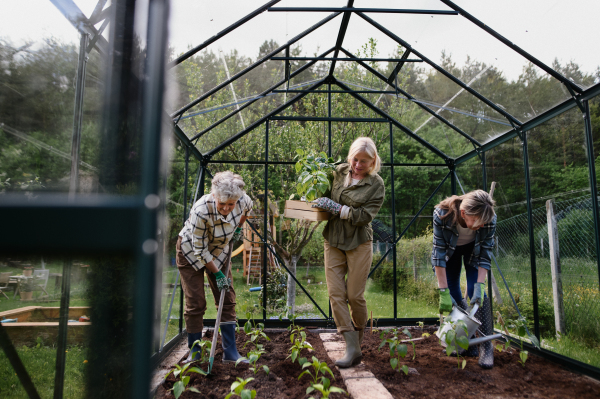 Senior woman friends planting vegetables in a greenhouse at community garden.